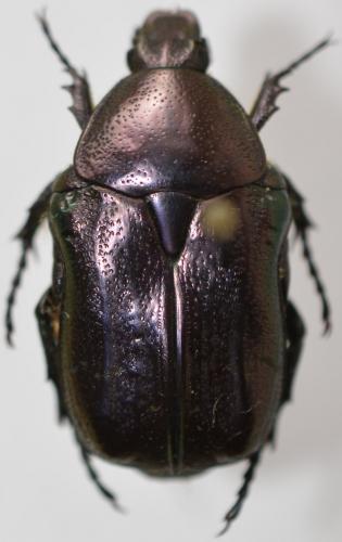 Cetonia aurata